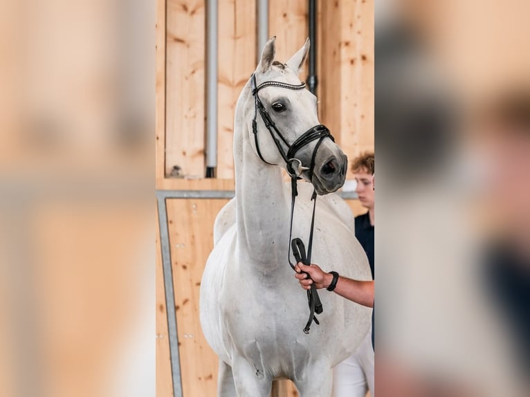 Oldenburger Merrie 11 Jaar 168 cm Schimmel in Wolfsbach