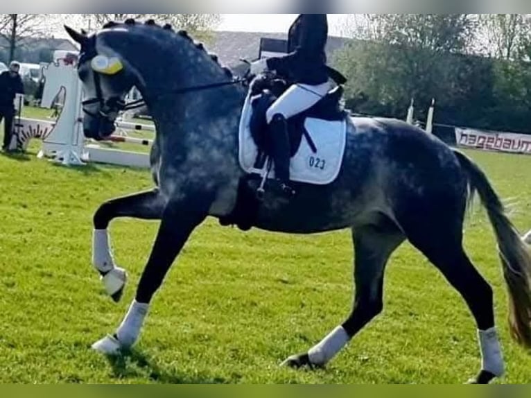 Oldenburger Merrie 11 Jaar 168 cm Schimmel in Wolfsbach