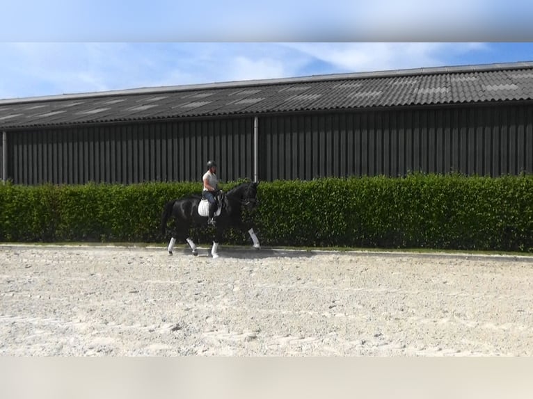 Oldenburger Merrie 11 Jaar 169 cm Donkerbruin in Mönchengladbach