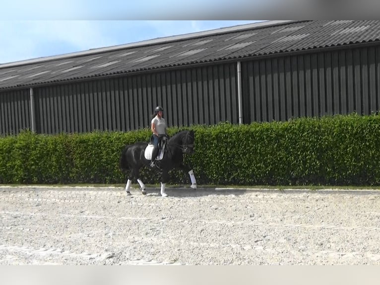 Oldenburger Merrie 11 Jaar 169 cm Donkerbruin in Mönchengladbach