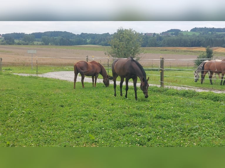 Oldenburger Merrie 11 Jaar 170 cm Donkerbruin in Lenzburg