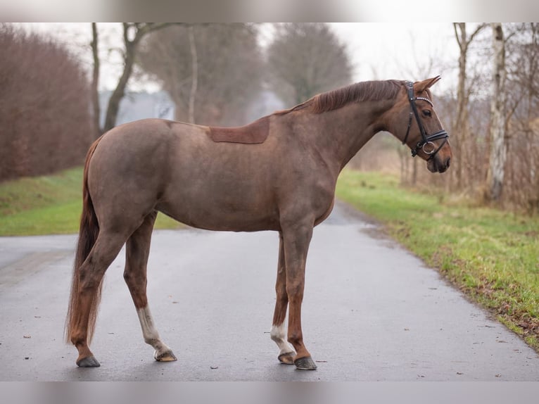 Oldenburger Merrie 11 Jaar 170 cm Donkere-vos in Geestland