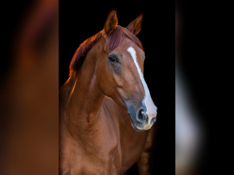 Oldenburger Merrie 11 Jaar 170 cm Vos in Ibbenbüren