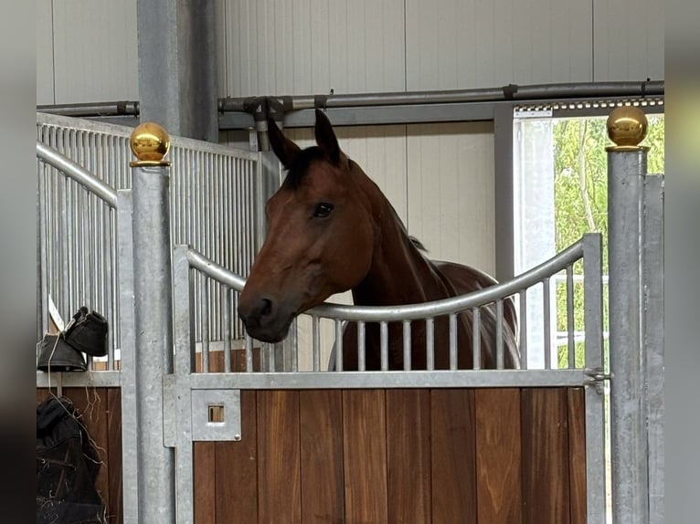 Oldenburger Merrie 11 Jaar 171 cm Bruin in Vechta