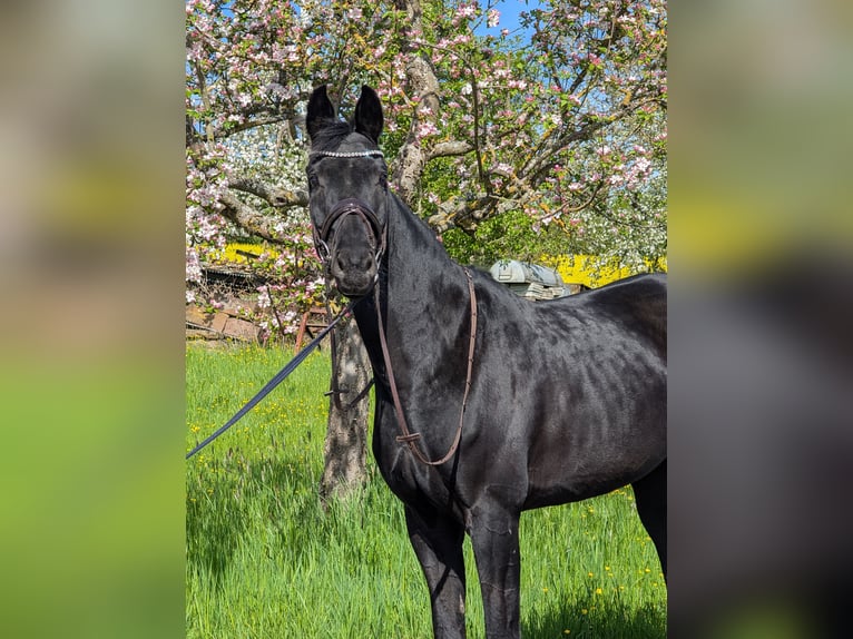 Oldenburger Merrie 11 Jaar 171 cm Zwart in Großrinderfeld