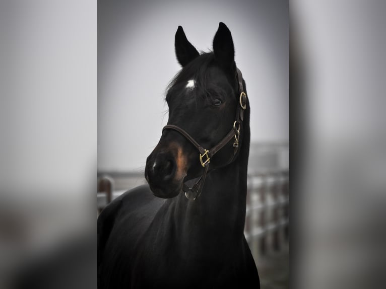 Oldenburger Merrie 11 Jaar 172 cm Zwartbruin in Fraunberg