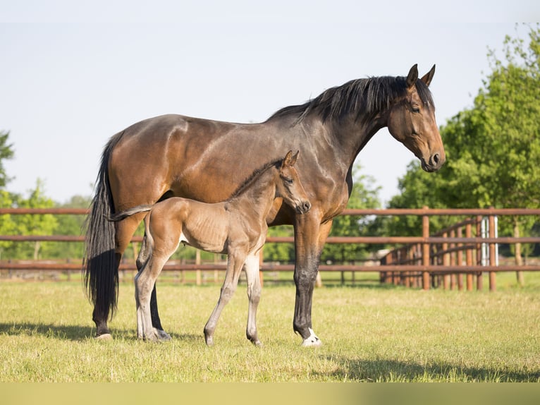 Oldenburger Merrie 11 Jaar 172 cm Zwartbruin in Werder