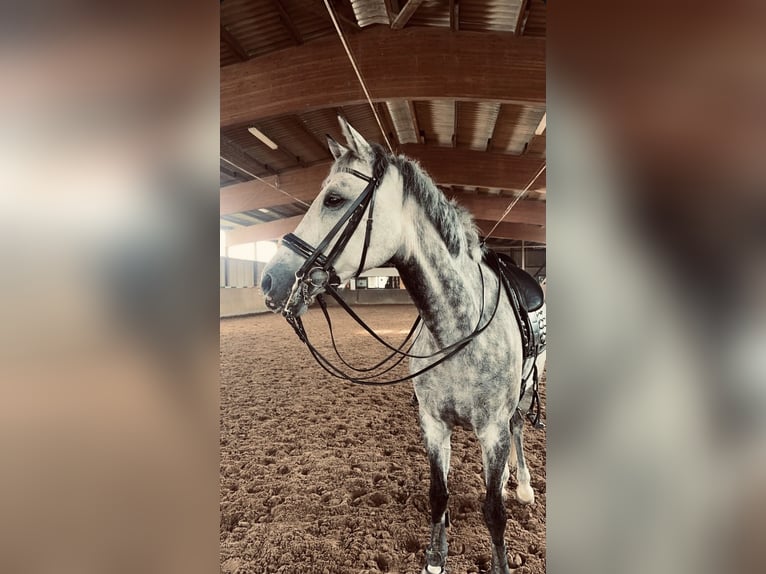 Oldenburger Merrie 11 Jaar 173 cm Appelschimmel in Barsinghausen