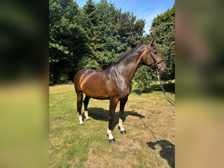 Oldenburger Merrie 11 Jaar 175 cm Bruin in Bargstedt
