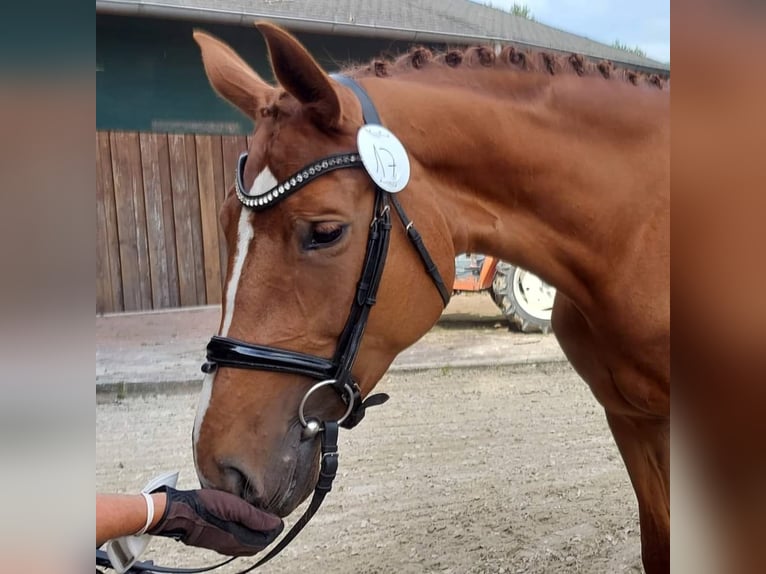 Oldenburger Merrie 11 Jaar 175 cm Vos in BROCKUM