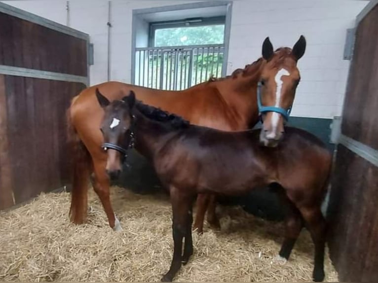 Oldenburger Merrie 11 Jaar 175 cm Vos in BROCKUM