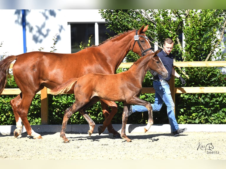 Oldenburger Merrie 11 Jaar 175 cm Vos in BROCKUM