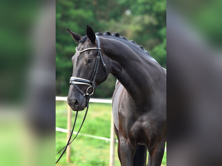 Oldenburger Merrie 11 Jaar 175 cm Zwartbruin in J&#xFC;rgenshagen