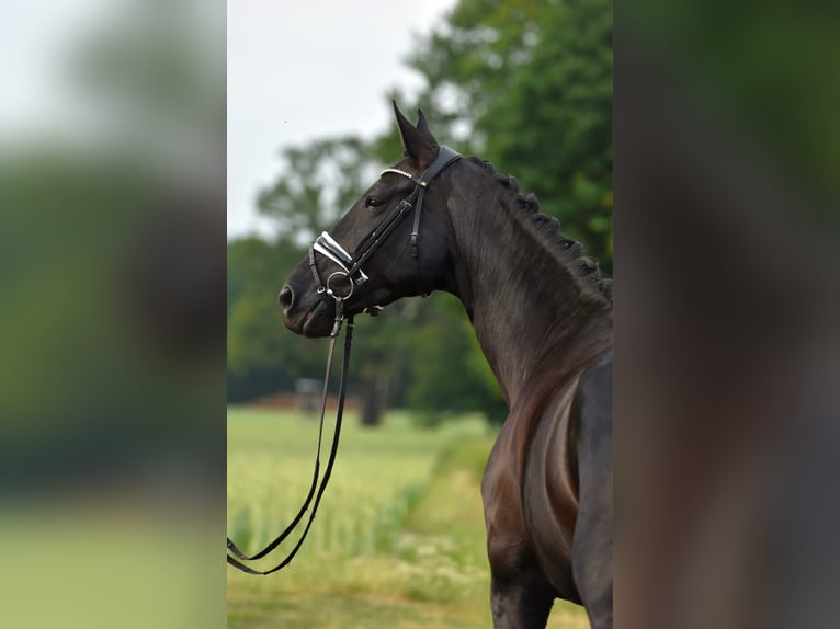 Oldenburger Merrie 11 Jaar 175 cm Zwartbruin in J&#xFC;rgenshagen