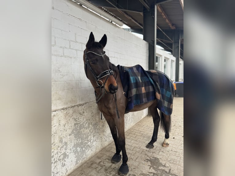 Oldenburger Merrie 11 Jaar 176 cm Donkerbruin in Paderborn