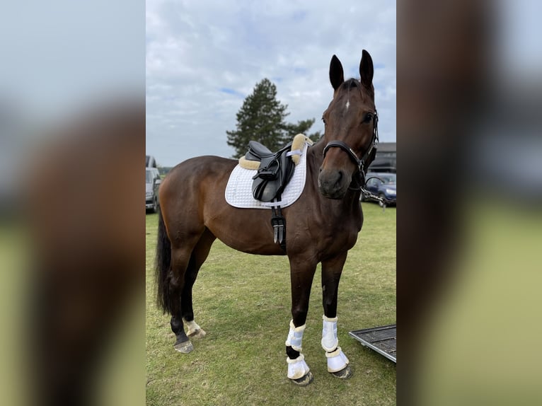 Oldenburger Merrie 11 Jaar 176 cm Donkerbruin in Paderborn