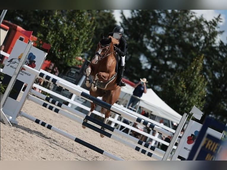 Oldenburger Merrie 12 Jaar 158 cm in D&#xE4;nischenhagen