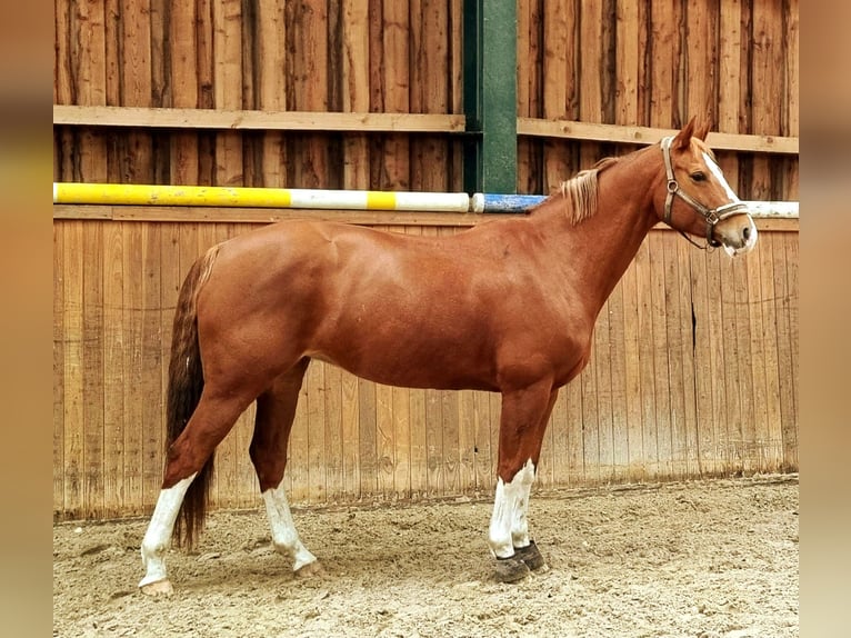 Oldenburger Merrie 12 Jaar 158 cm in D&#xE4;nischenhagen