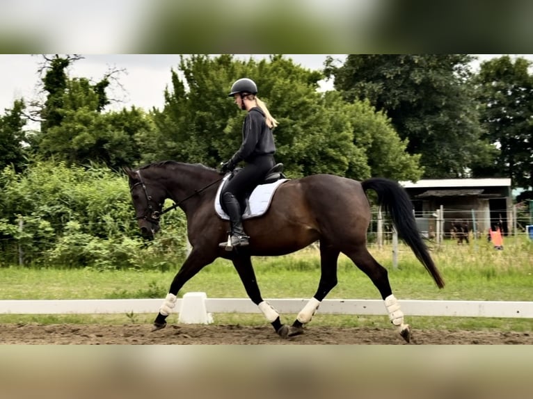 Oldenburger Merrie 12 Jaar 160 cm Donkerbruin in Brunsb&#xFC;ttel
