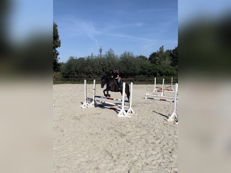 Oldenburger Merrie 12 Jaar 160 cm Donkerbruin in Brunsb&#xFC;ttel