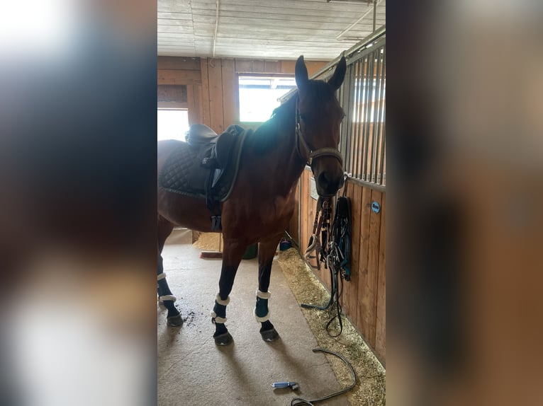 Oldenburger Merrie 12 Jaar 161 cm Bruin in Aigen im Ennstal