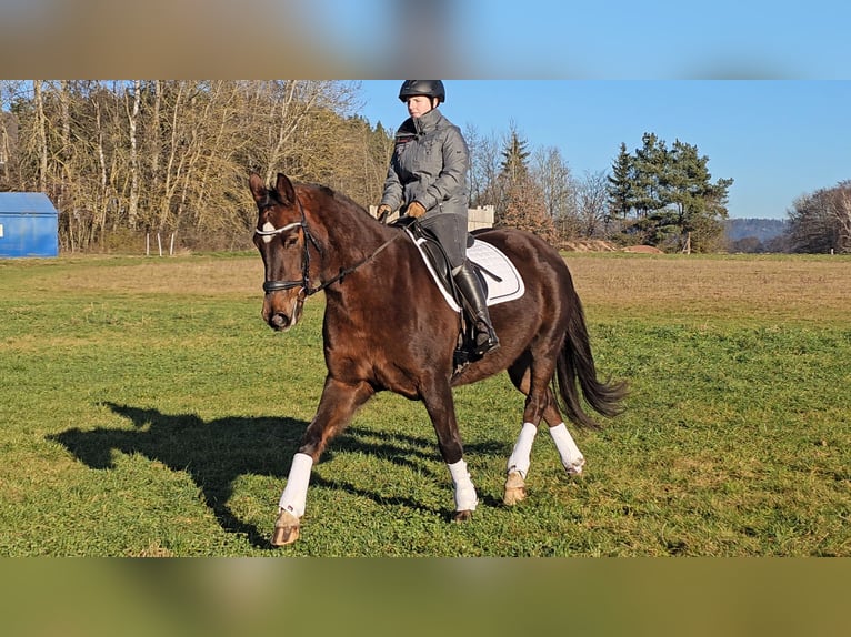 Oldenburger Merrie 12 Jaar 162 cm Donkere-vos in Immenreuth