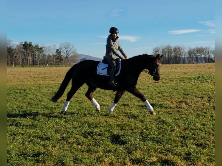 Oldenburger Merrie 12 Jaar 162 cm Donkere-vos in Immenreuth