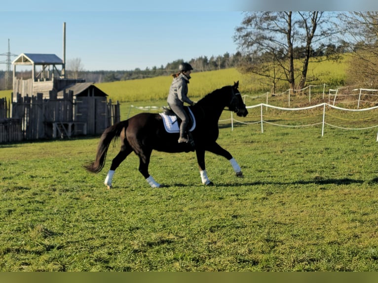 Oldenburger Merrie 12 Jaar 162 cm Donkere-vos in Immenreuth