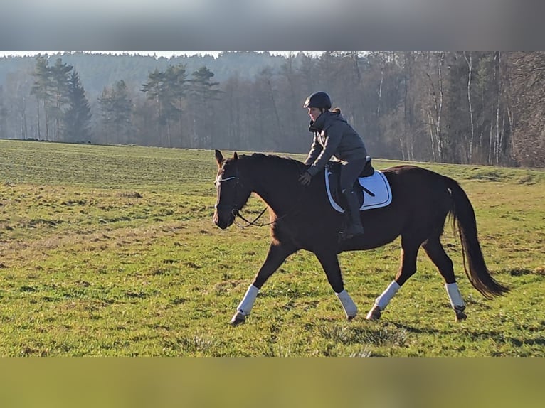 Oldenburger Merrie 12 Jaar 162 cm Donkere-vos in Immenreuth