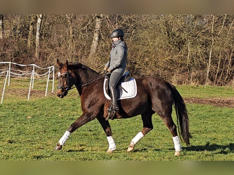 Oldenburger Merrie 12 Jaar 162 cm Donkere-vos in Immenreuth