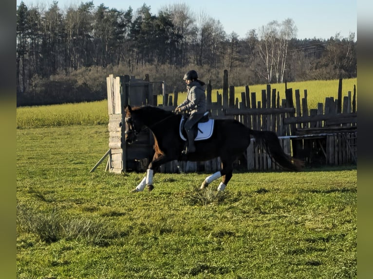 Oldenburger Merrie 12 Jaar 162 cm Donkere-vos in Immenreuth