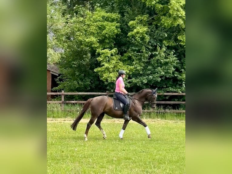 Oldenburger Merrie 12 Jaar 162 cm Donkere-vos in Vechta