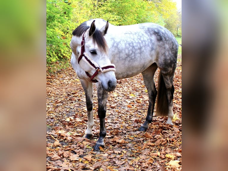 Oldenburger Merrie 12 Jaar 163 cm Schimmel in Schlangen