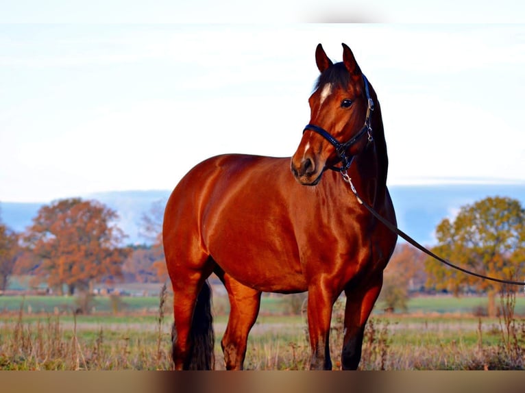 Oldenburger Merrie 12 Jaar 164 cm Bruin in G&#xF6;denstorf