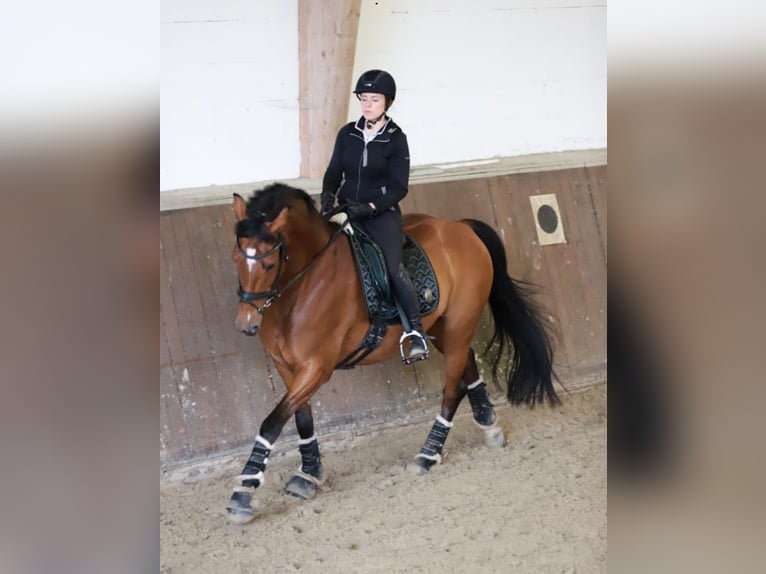 Oldenburger Merrie 12 Jaar 164 cm Bruin in G&#xF6;denstorf