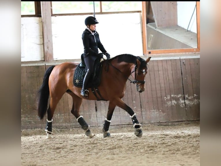 Oldenburger Merrie 12 Jaar 164 cm Bruin in G&#xF6;denstorf