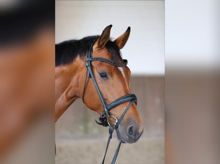 Oldenburger Merrie 12 Jaar 164 cm Bruin in G&#xF6;denstorf