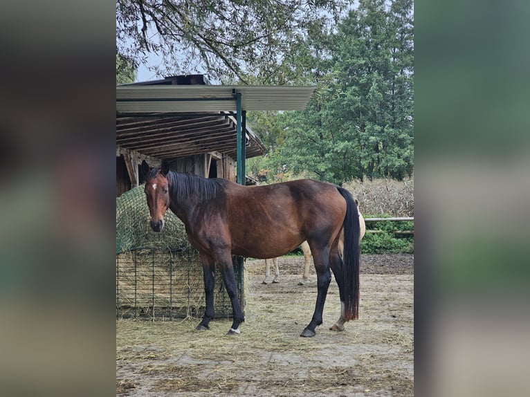 Oldenburger Merrie 12 Jaar 165 cm Bruin in Dießen am Ammersee