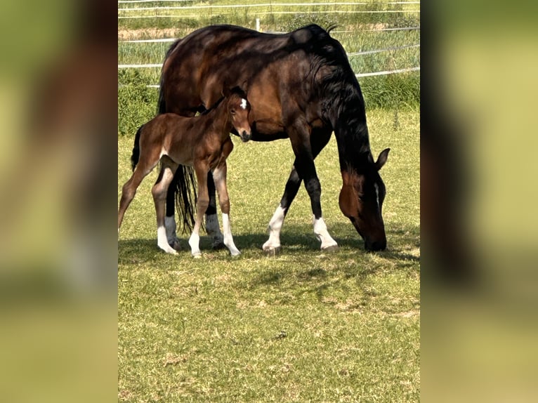 Oldenburger Merrie 12 Jaar 165 cm Bruin in Hardegsen