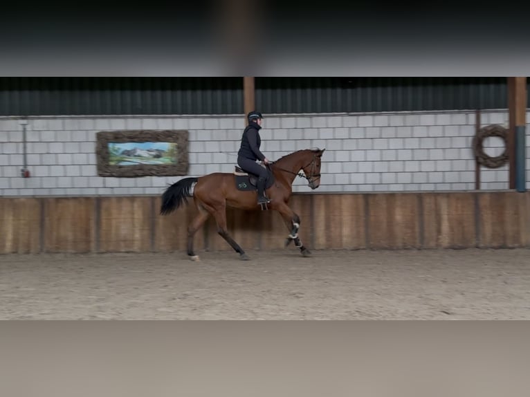 Oldenburger Merrie 12 Jaar 165 cm Bruin in Oud Gastel