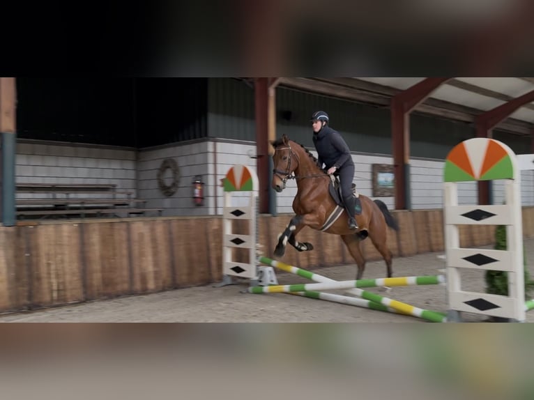 Oldenburger Merrie 12 Jaar 165 cm Bruin in Oud Gastel