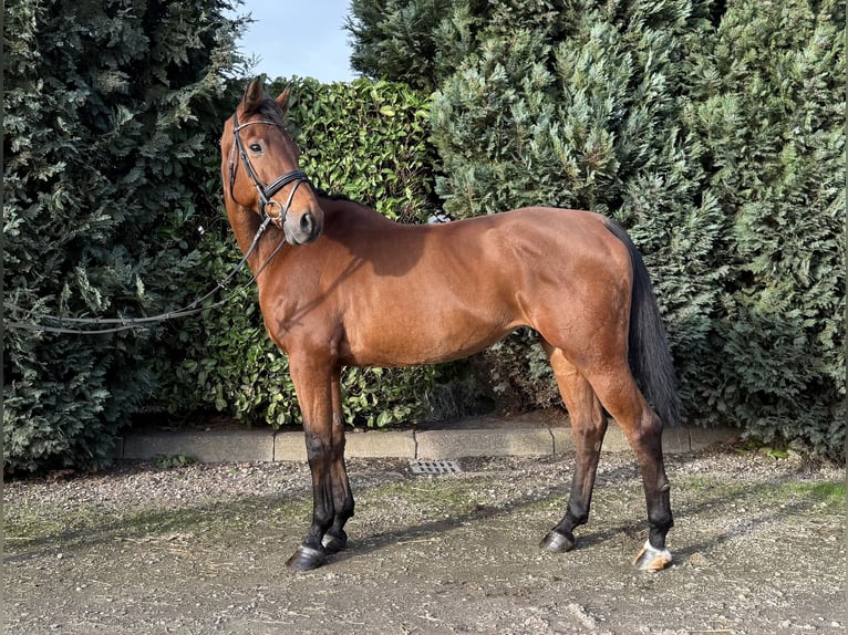 Oldenburger Merrie 12 Jaar 165 cm Bruin in Oud Gastel