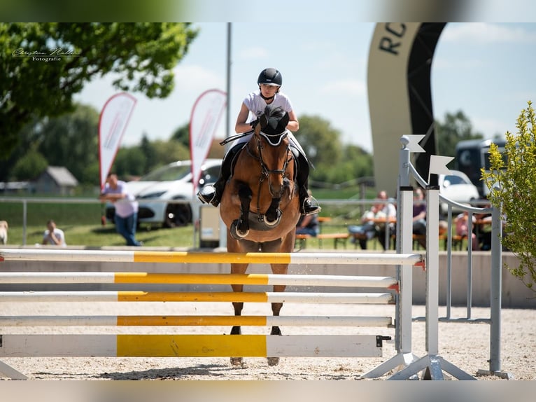 Oldenburger Merrie 12 Jaar 165 cm Bruin in Ehingen