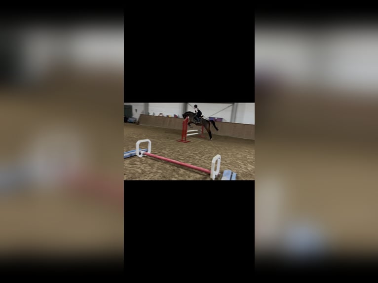 Oldenburger Merrie 12 Jaar 165 cm Bruin in Grimma