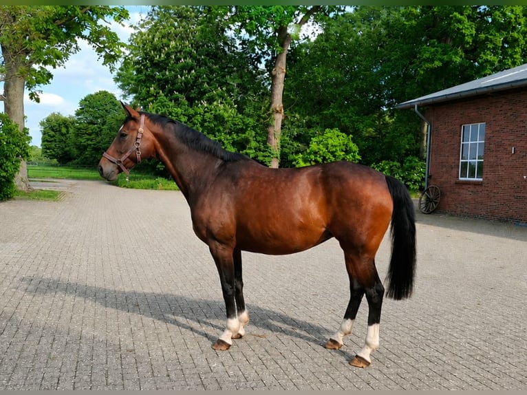 Oldenburger Merrie 12 Jaar 165 cm Donkerbruin in Ganderkesee