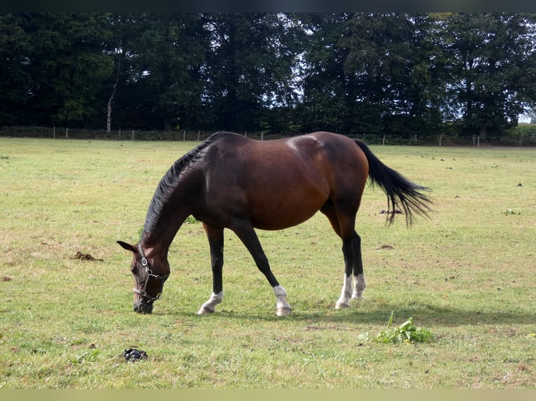 Oldenburger Merrie 12 Jaar 165 cm Donkerbruin in Ganderkesee