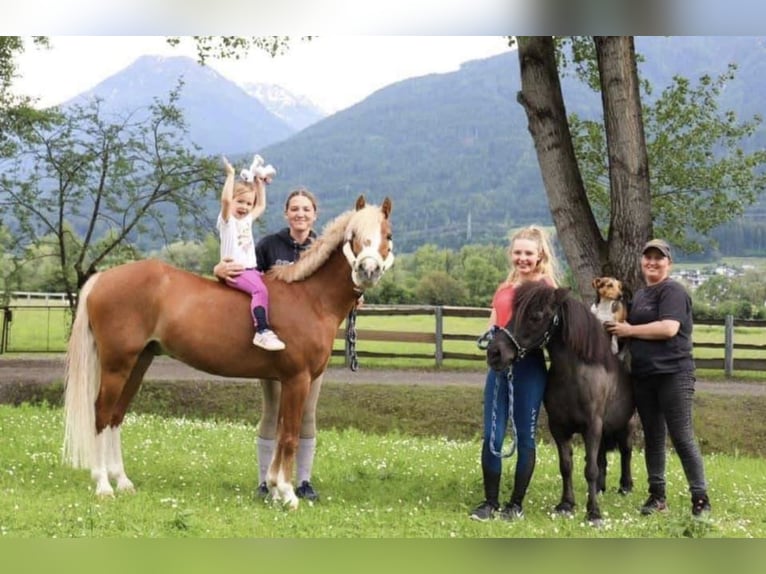 Oldenburger Merrie 12 Jaar 165 cm Donkerbruin in Pelmberg