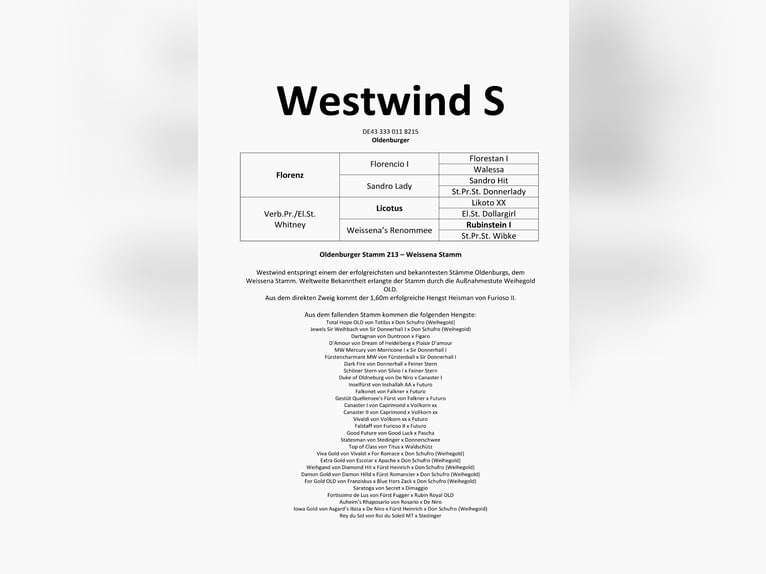 Oldenburger Merrie 12 Jaar 165 cm in Westerstede