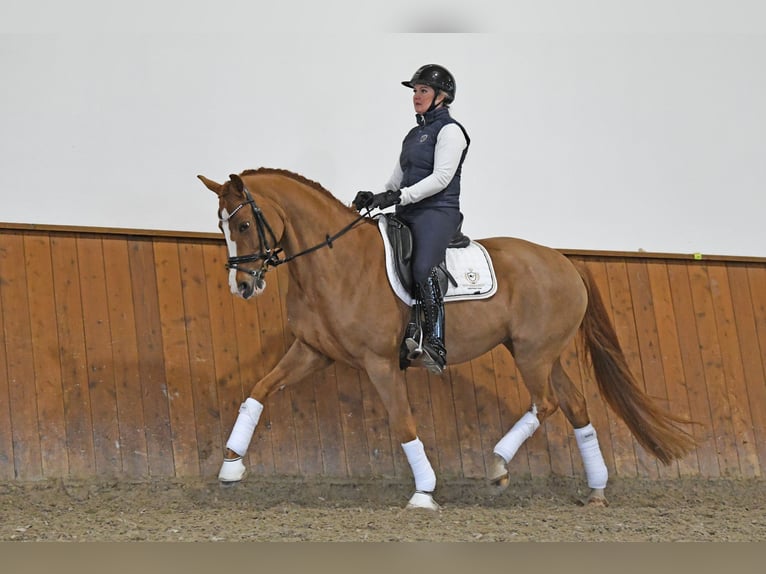 Oldenburger Merrie 12 Jaar 166 cm Vos in Bonefeld