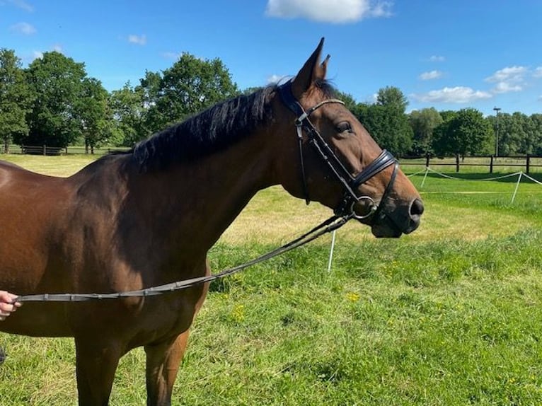 Oldenburger Merrie 12 Jaar 167 cm Bruin in Kirchlengern